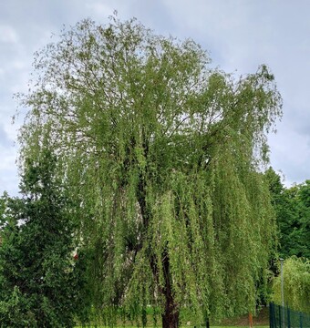 Vrba 