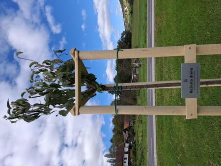 Japonska okrasna češnja 'Kanzan'