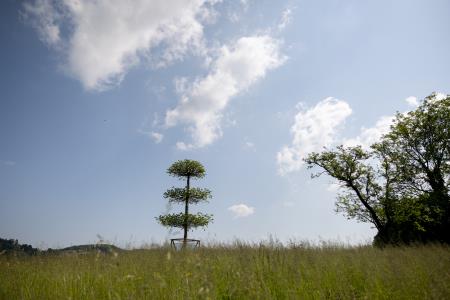 Plešoča lipa ob dvorcu Jelšingrad.jpg